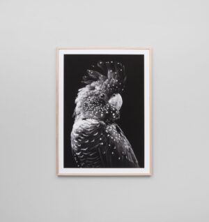 Buy Black Cockatoo Grey Print online at - Sofas Direct