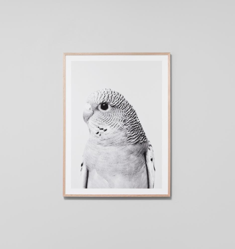 Buy Budgie Grey Print online at - Sofas Direct