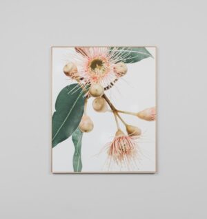 Eucalyptus Flower 1 Canvas - Sofas Direct